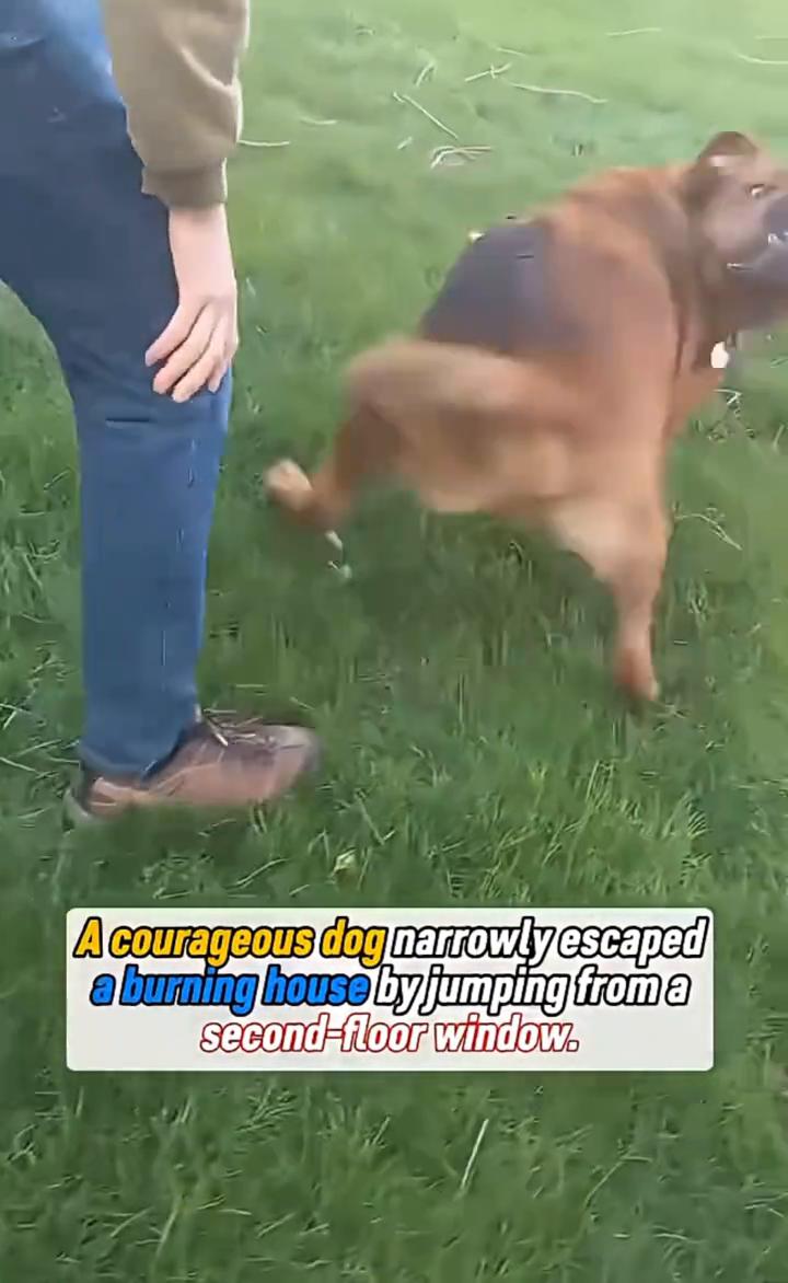 A courageous dog narrowlyescaped burning