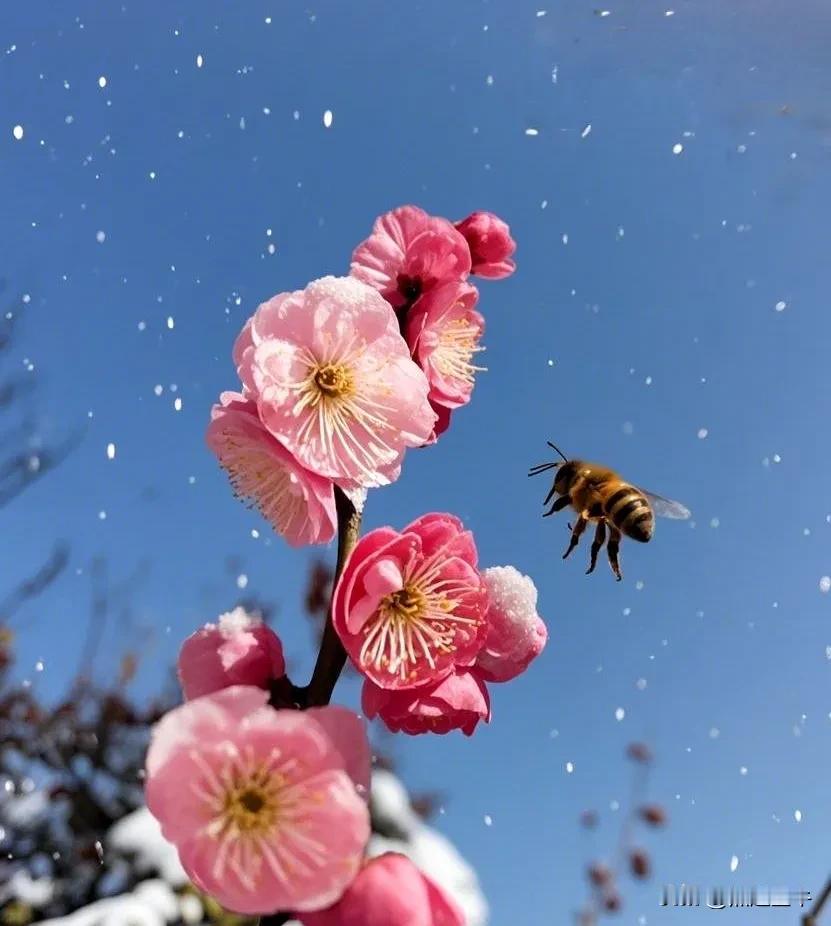 蜜蜂采蜜是大自然中极美的画面。当蜜蜂在粉色花朵间穿梭采蜜时，那场景就像灵动的音符