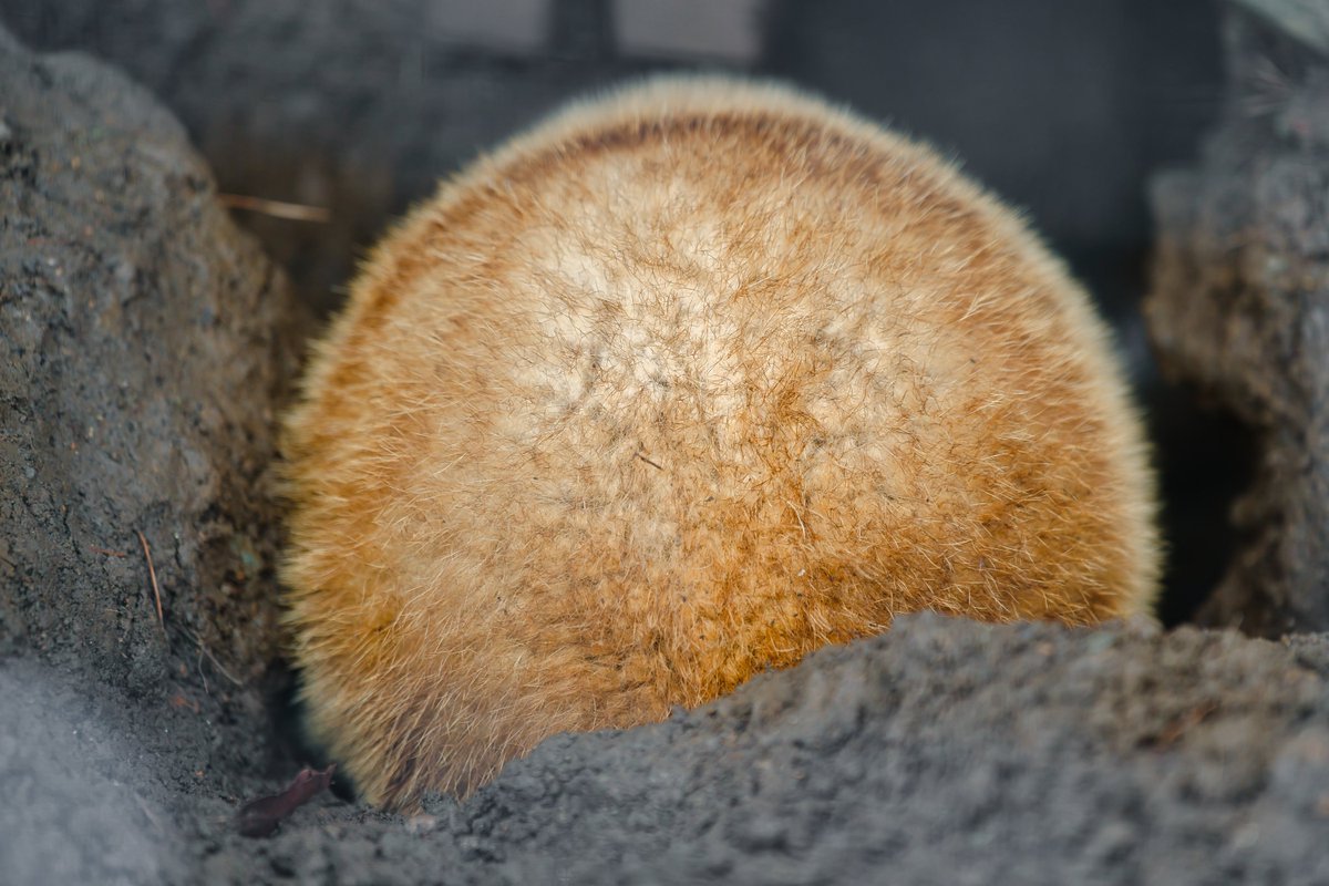 今儿给大家出个难的！猜猜这是谁的PP！不像貉子那么好猜了哈哈~ 