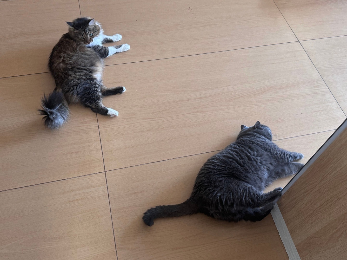 可爱喵快看呀这是我的小猫 ​​​