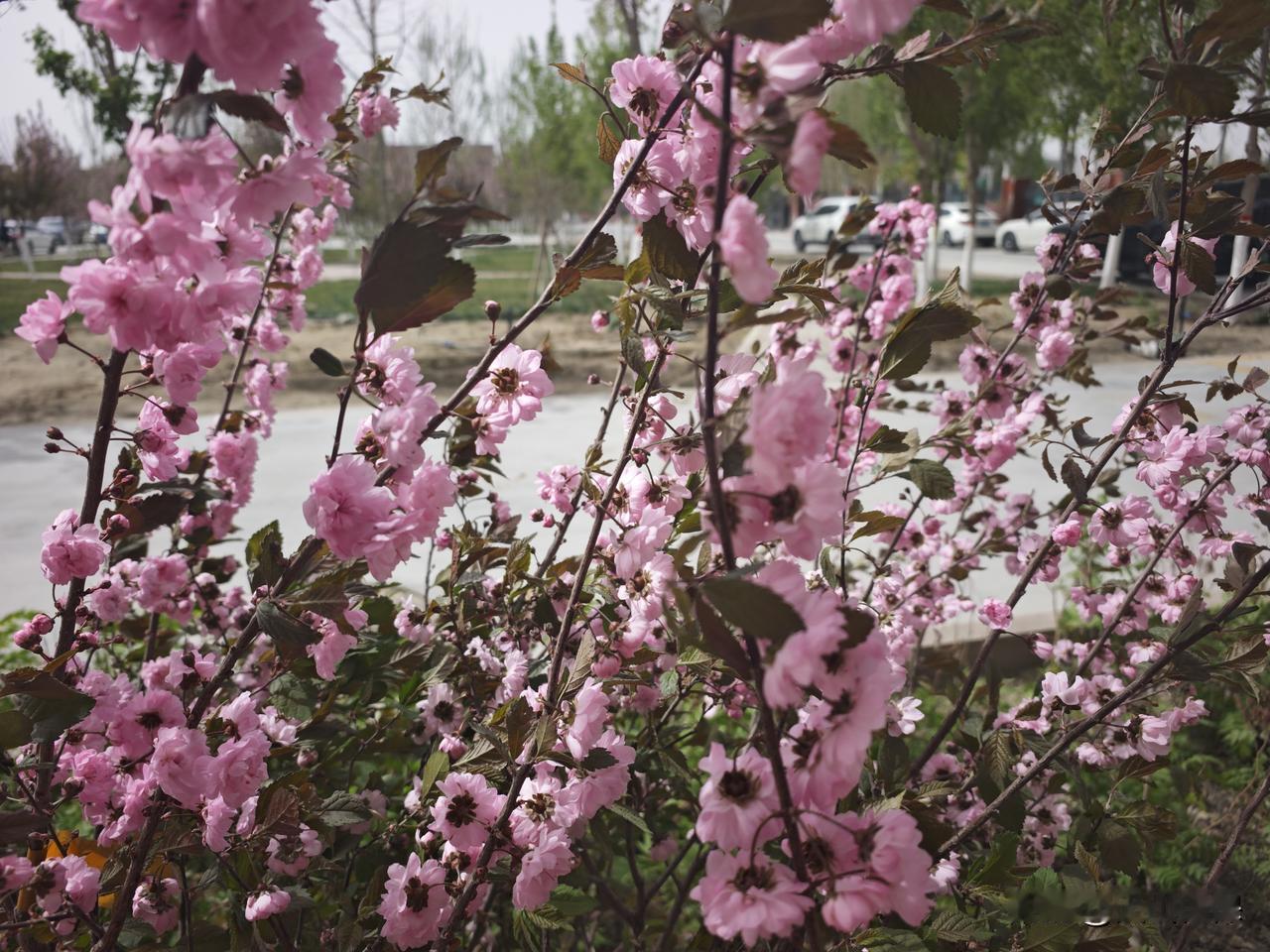 今年春天最想实现的心愿 今年春天，我最想实现的心愿就是看到榆叶梅盛开。就像白鸟湖