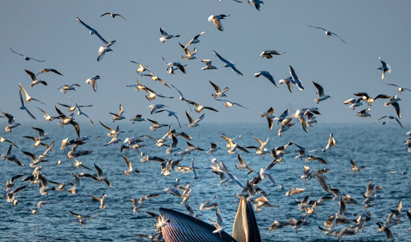 涠洲岛出海看鲸鱼🐳丨建议12月再来！