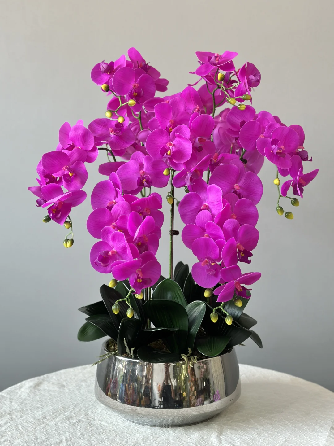 💐家居必备！绽放蝴蝶兰🦋