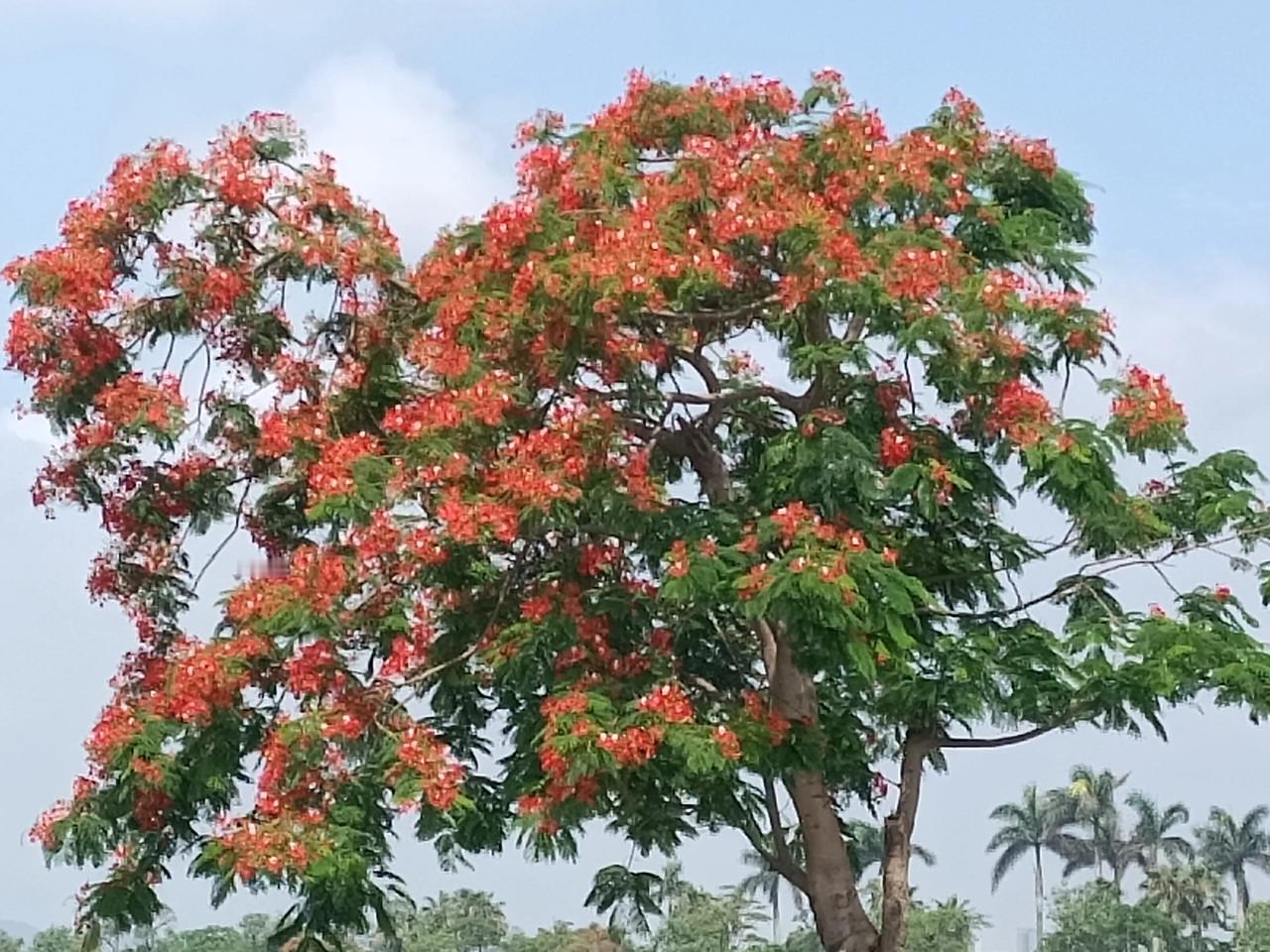 随手拍的一树繁花
花🌸色艳丽
花朵🌺优美
花🌸姿柔雅
姹紫嫣红🌺
娇艳欲