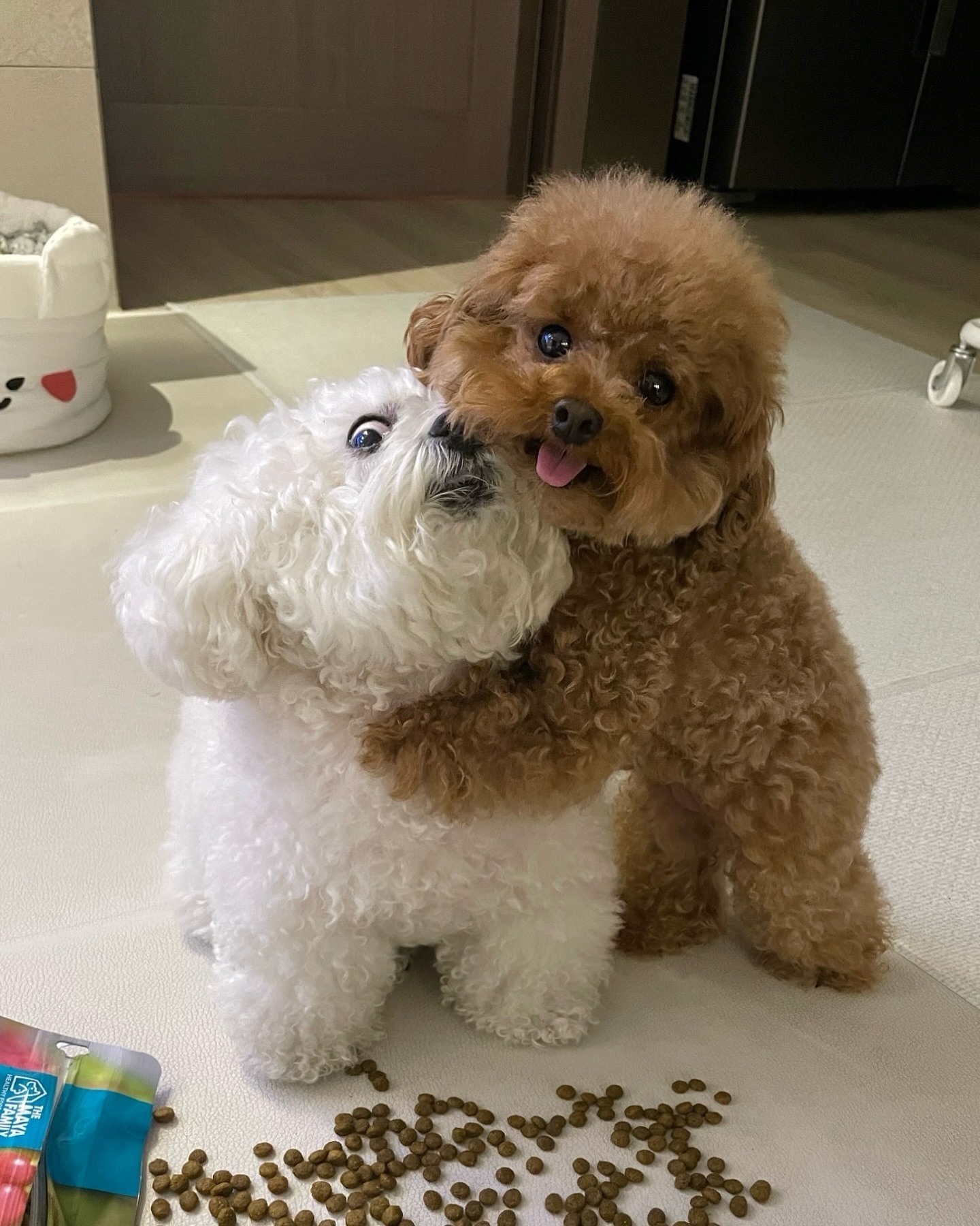 妈妈，狗粮是弟弟打翻的！ ​​​