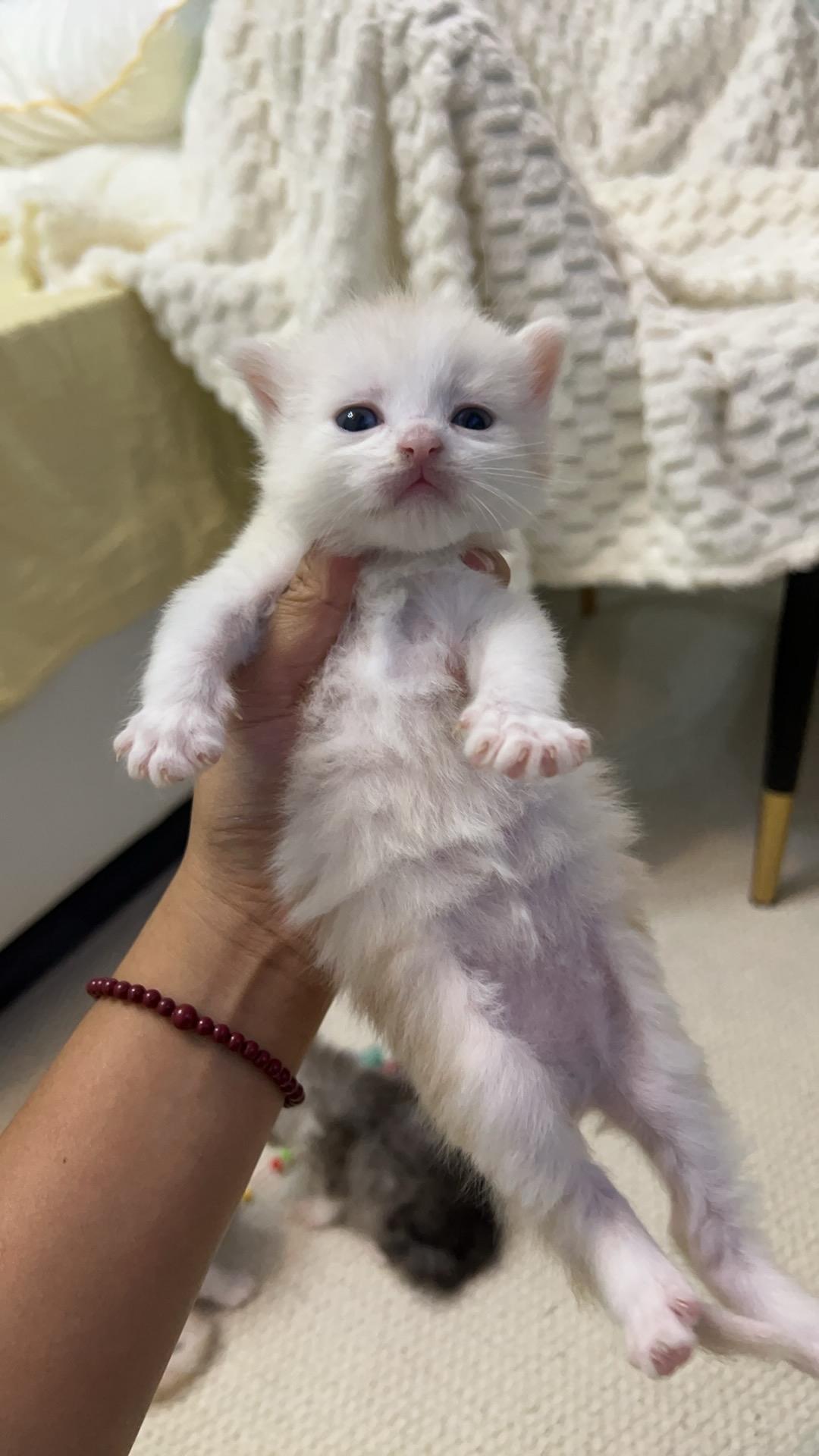 真好看
