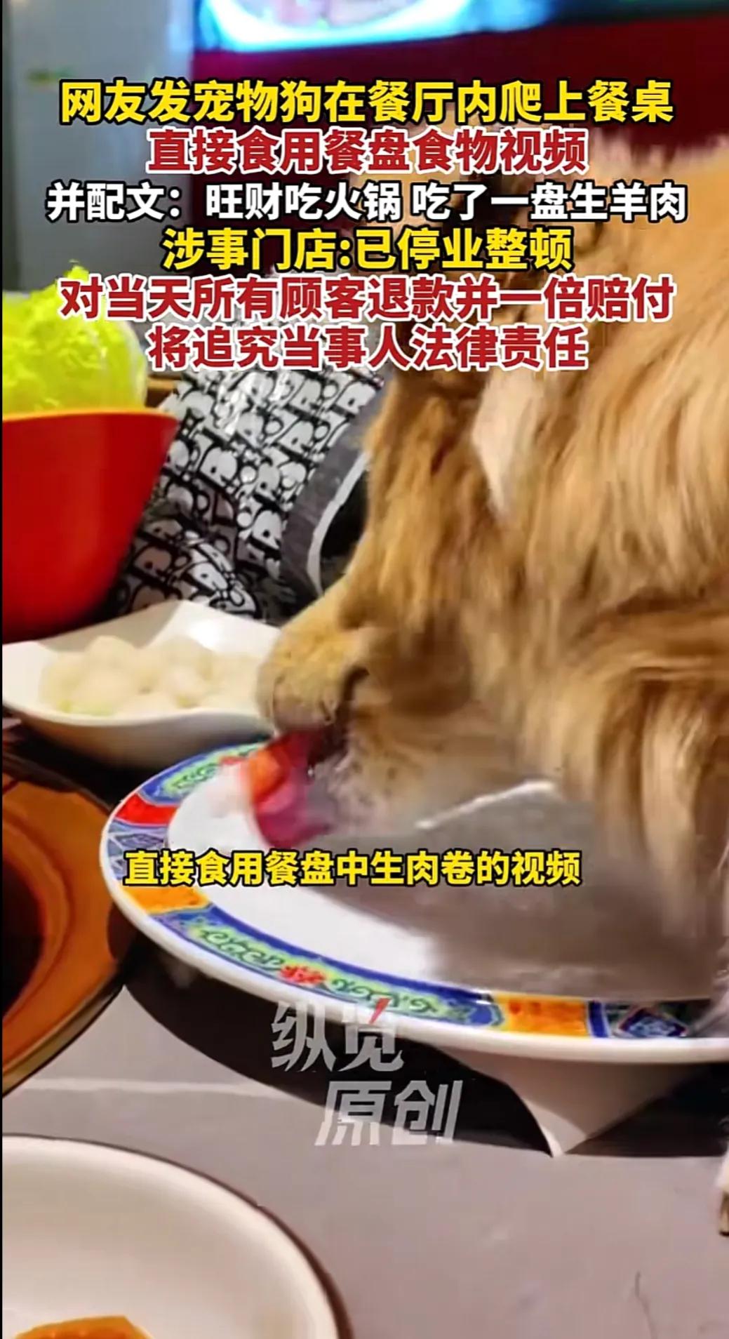 带狗下馆子不稀奇，但带狗舔餐厅盘子还拍视频炫耀的，我真是头回见！

北京一女子带