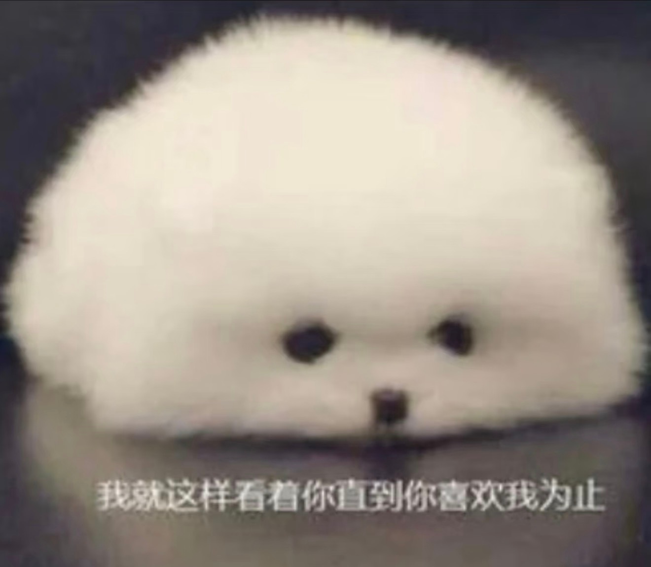 ૮₍  ˶•⤙•˶ ₎ა 