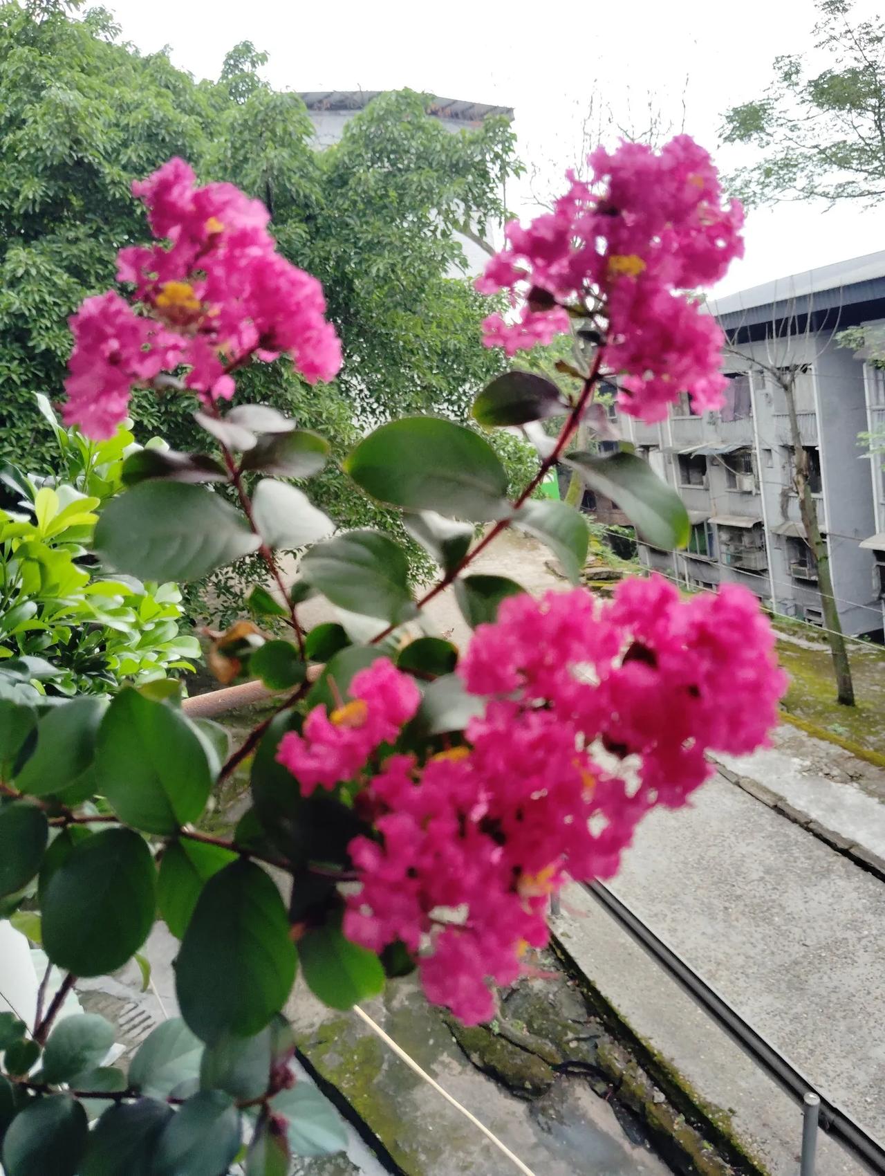 这个问题，养花主要是陶冶情操。今年养一盆紫薇花🌸这个花期一年就是在7-8月最热