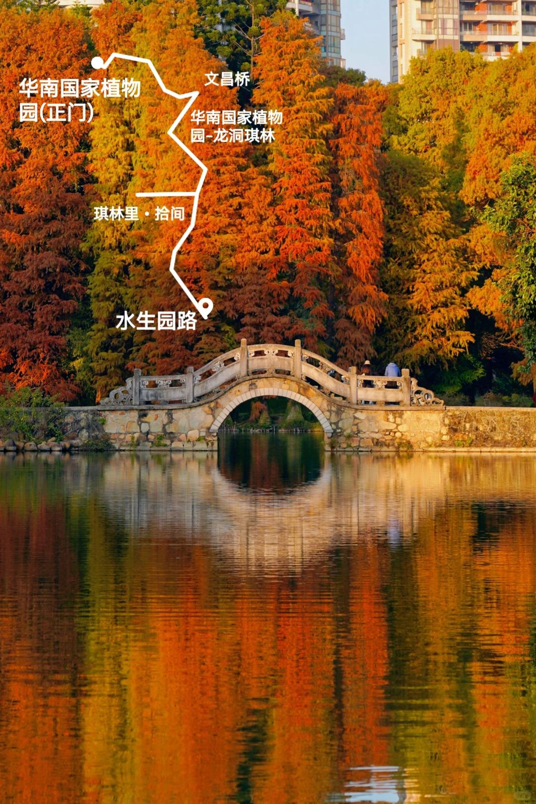 广州剧透🍁落羽杉快红了！（附经典机位地