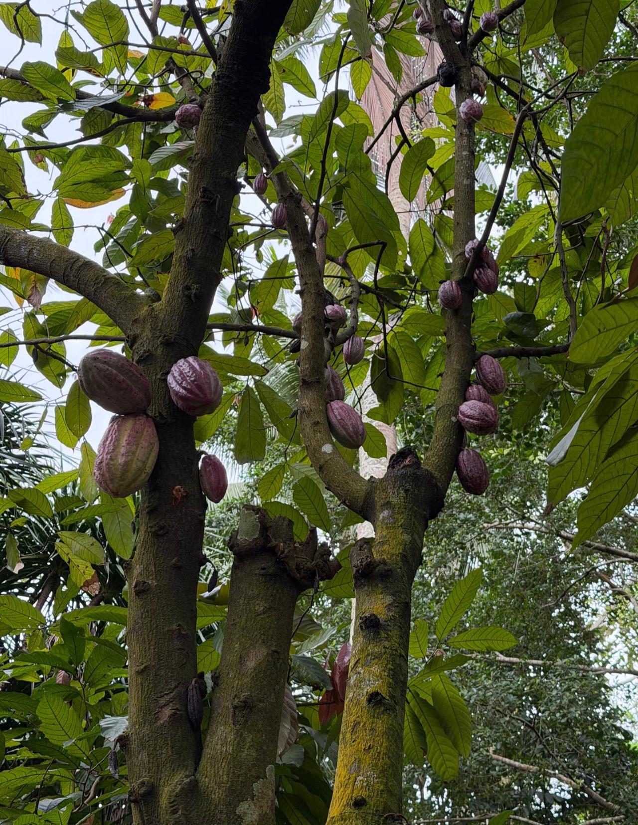 兴隆植物园丨闯入热带雨林秘境！
作为一个地道的北方人，
头一次去热带植物园，
就