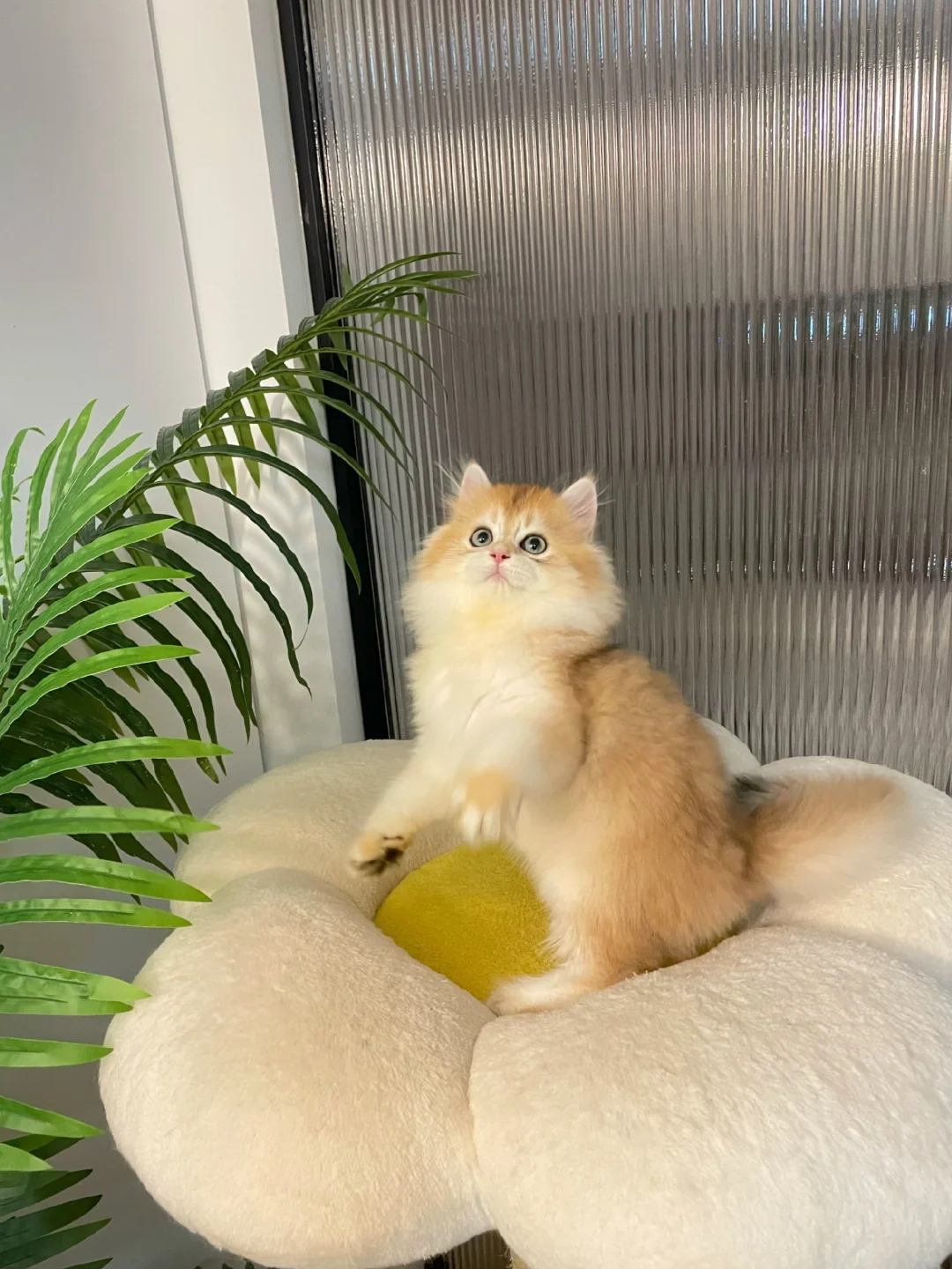 现猫找家🎀ny12长毛金渐层妹妹