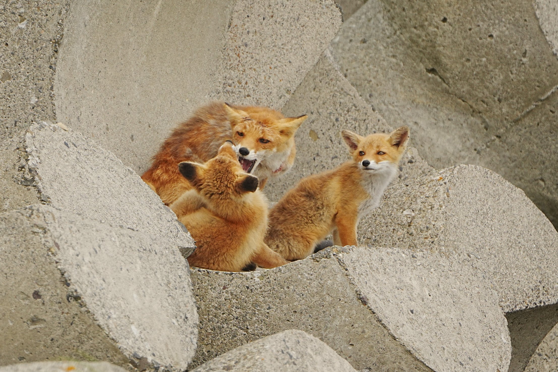 狐狸 从展望台眺望大海时发现了赤狐🦊小狐狸一家选择了一个海景房居住©️pote