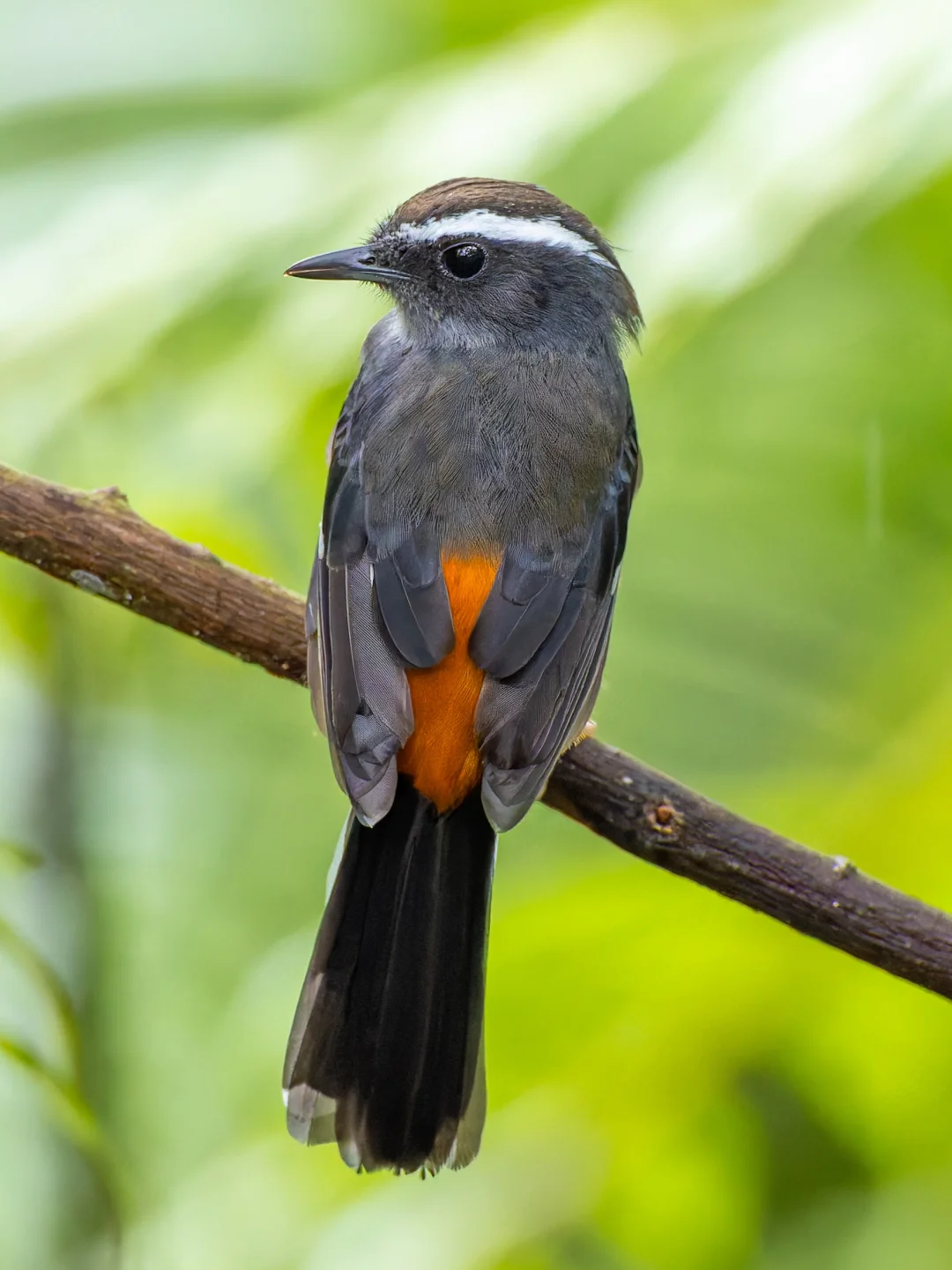 发现一种特别的红屁股鹊鸲：白眉鹊鸲