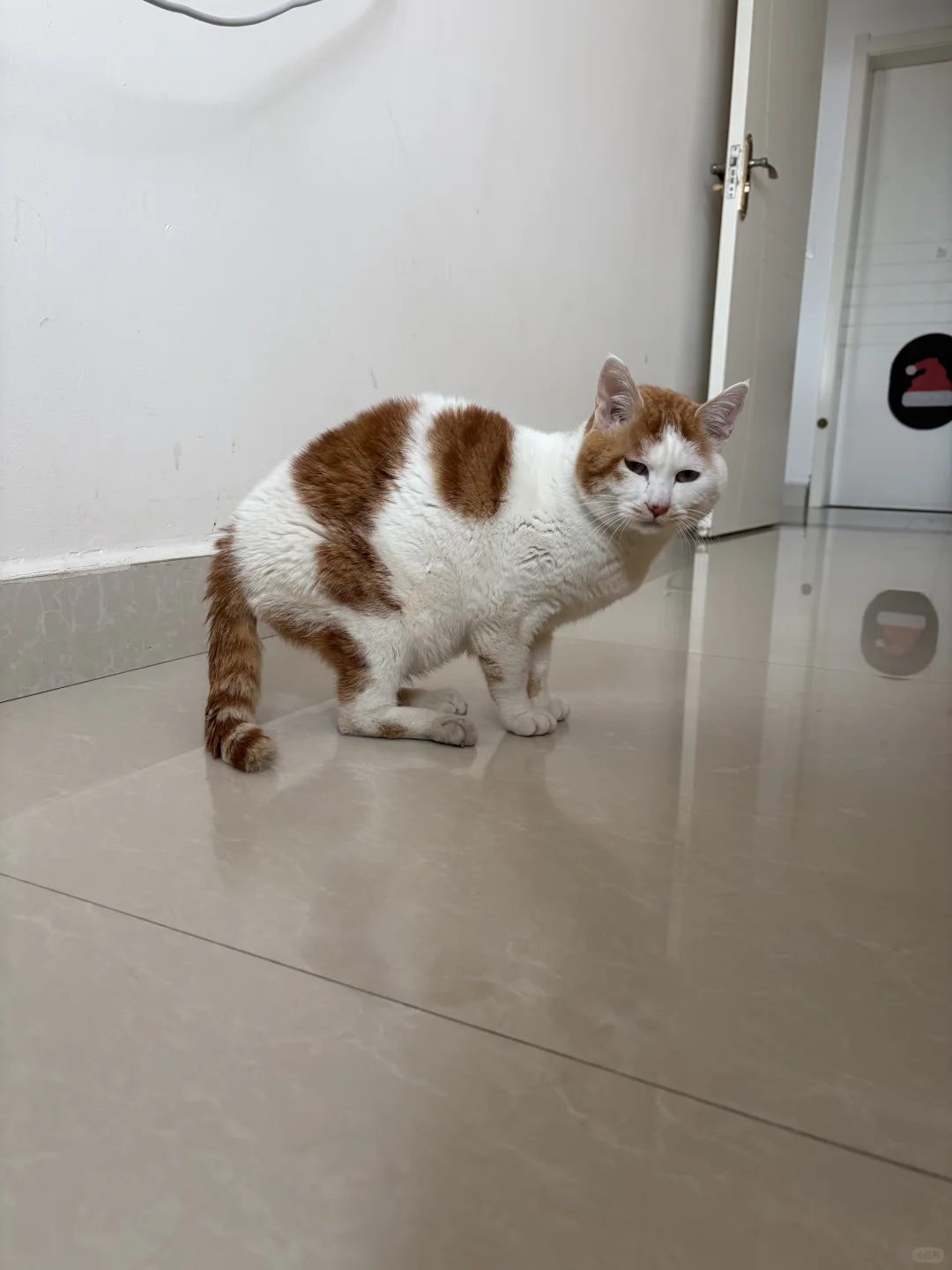 我说小猫像袋鼠，有人说像花盆底鞋
