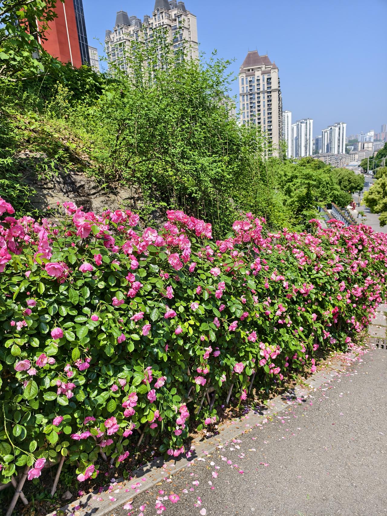 我家住在花丛中！
我居住的小区前后被两个公园包围，一年四季不同的鲜花竞相绽放，风