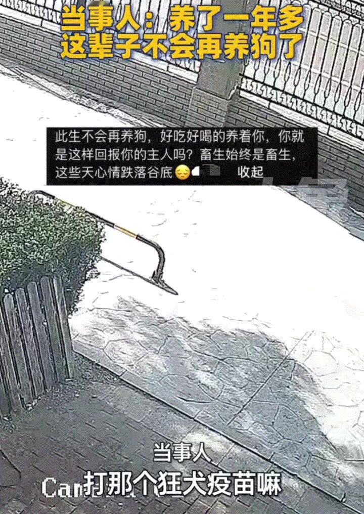 万万没想到，天津，一女子这天拉着自己养了一年多的狗子出门溜达，不料遛完狗后，女子