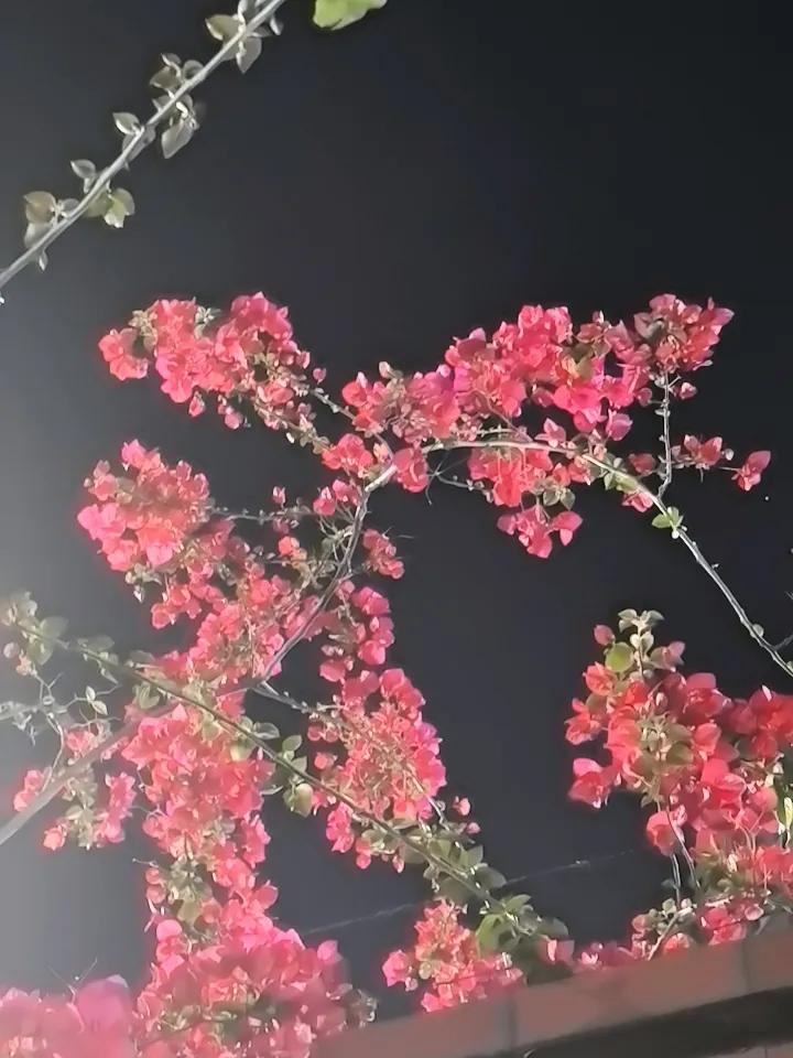 原来晚上的花，与众不同

文／游明刚

没人会用手机镜头在夜里
对准花朵，把天空