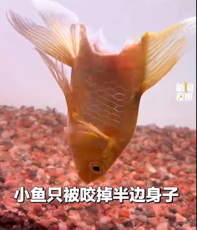 一条小鱼被大鱼咬得只剩半个身体，竟还顽强存活了七天，堪称鱼界的“鱼坚强”！
6月