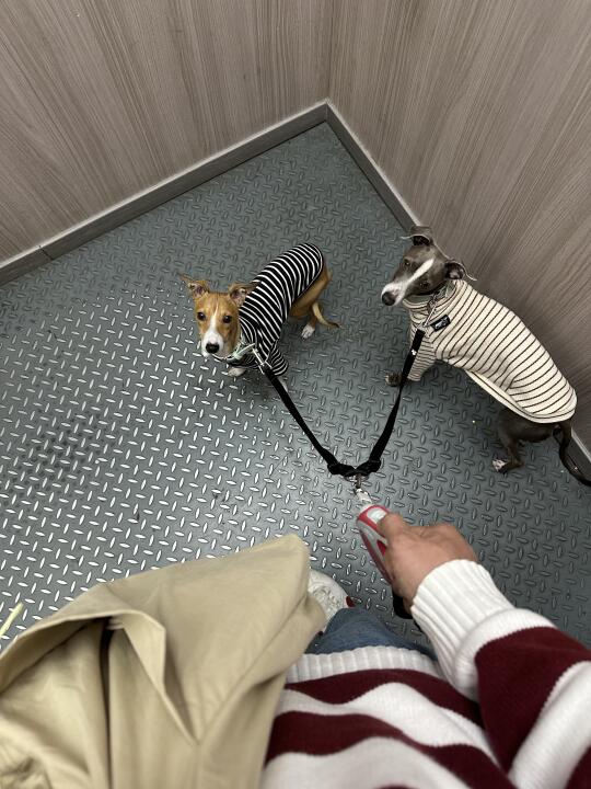 今天是三只条纹儿