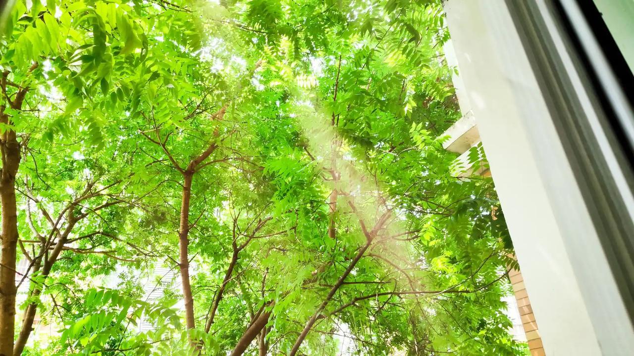 春天的美景到处都是。新发的，嫩绿的树叶在阳光的照耀下，微风轻拂中，阳光的细碎光亮