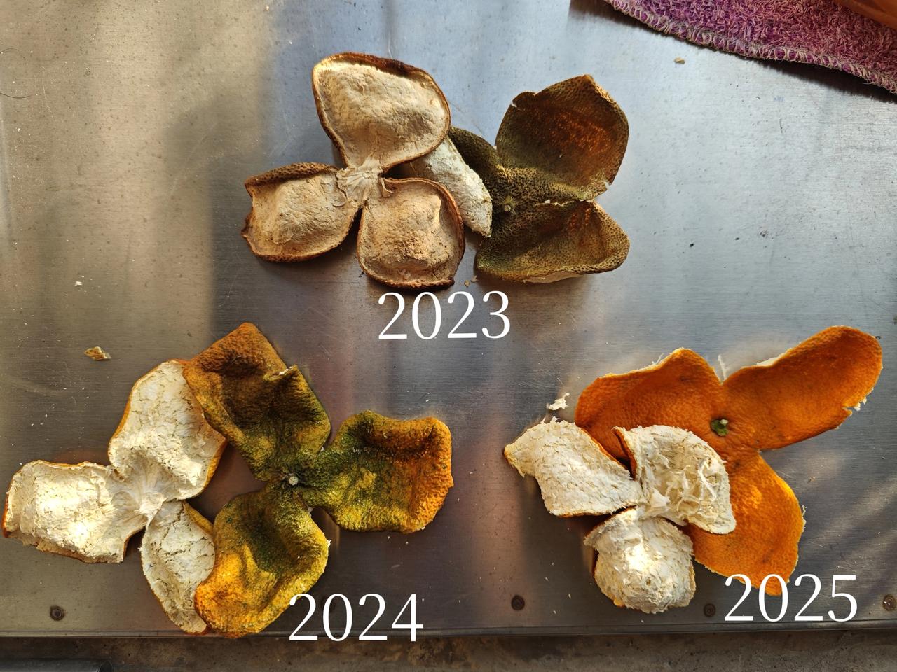 天气好，又可以拿皮出来晒。究竟自家晒的和外面买的陈皮差距有多少，一看便知道分晓，