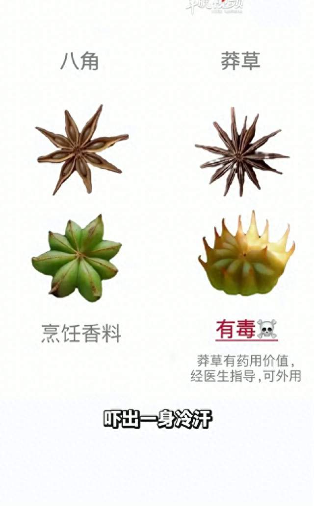 买菜必看！13个角的八角千万别吃，是剧毒莽草
