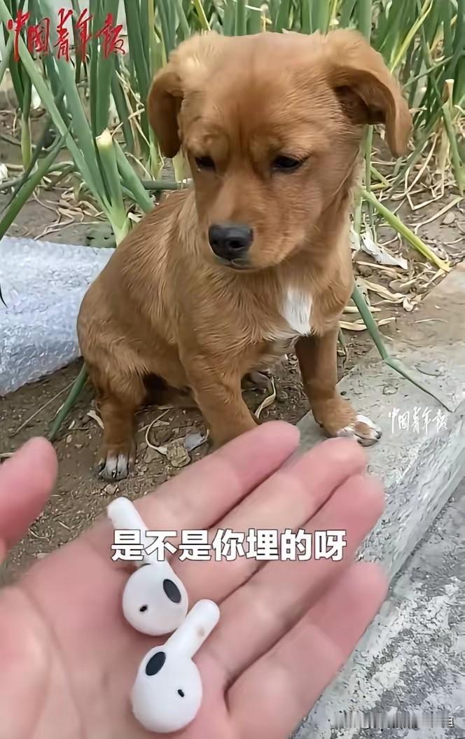 科学也无法解释了！近日，辽宁沈阳，女子的耳机不小心掉进了路边葱地里，就当女子觉得