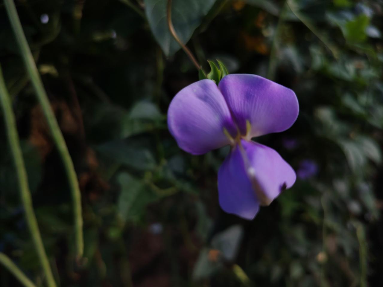 今日立秋：豇豆花