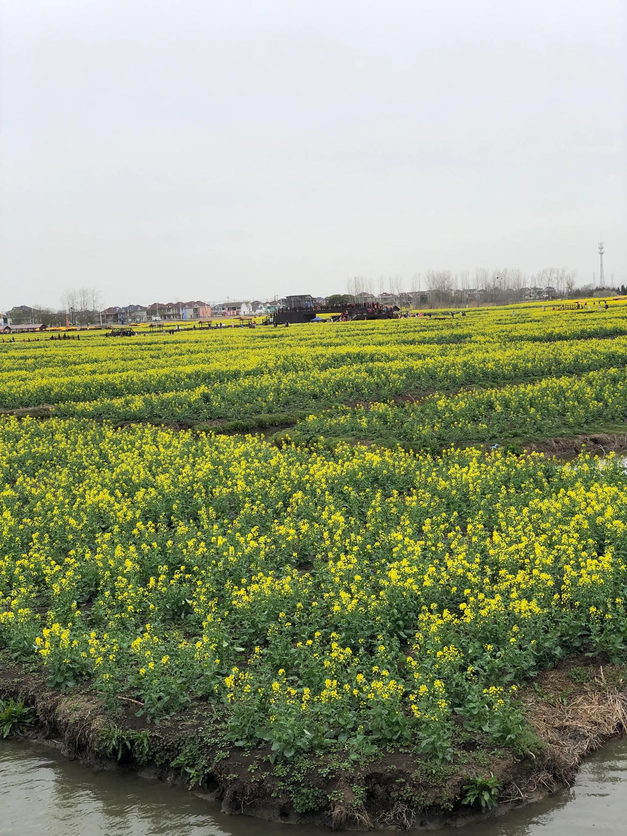 今天天气晴好
驱车30公里去挖野菜
形势大好
初春的阳光
温暖可人
荠菜，白蒿，