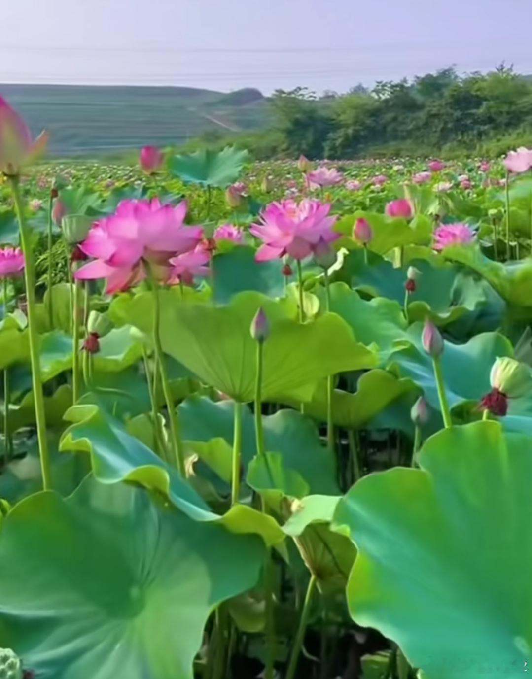 洋洋高锐，六月·荷香◎夏……这片荷塘最美◎驾一叶小舟穿行……其中多么惬意◎有时…