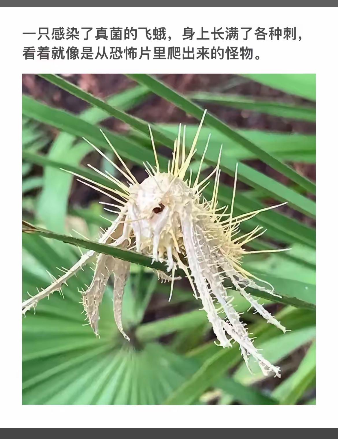 “恐怖片里的怪物飞蛾，长满刺的恐怖生物！”😱🐛