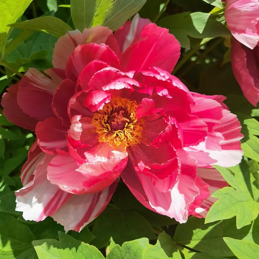 各种鲜花，朵朵绽放
娇艳多姿，绚丽多彩
花香四溢，沁人心脾