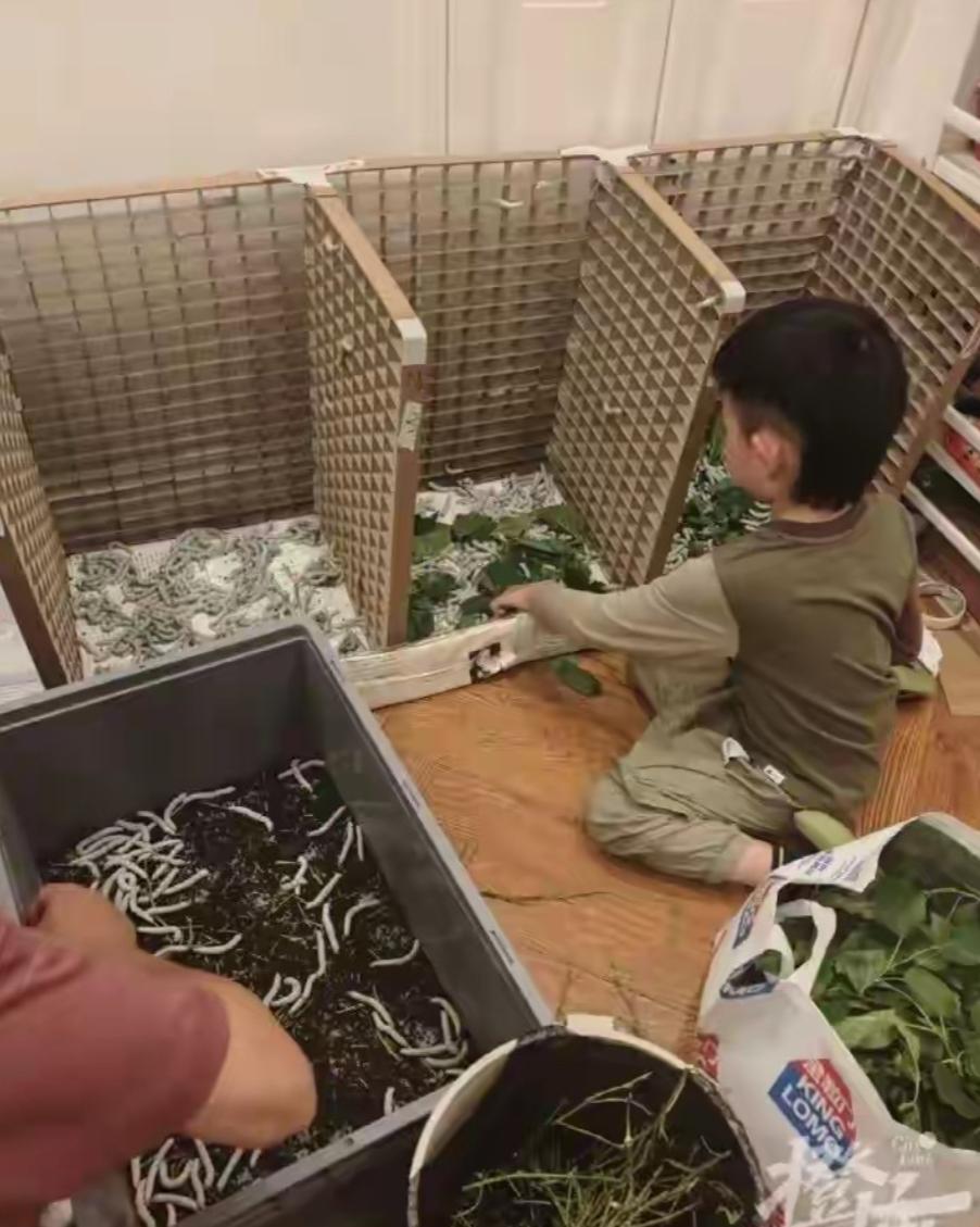 太疯狂了！武汉，6岁儿子一句想做蚕丝被，爸妈网购1万粒蚕卵，如今家里结了5000