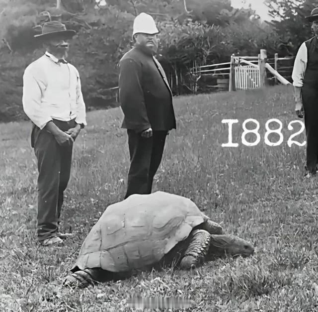 已知最年长的陆地动物乔纳森 (Jonathan)今年193岁了，目前生活在圣赫勒