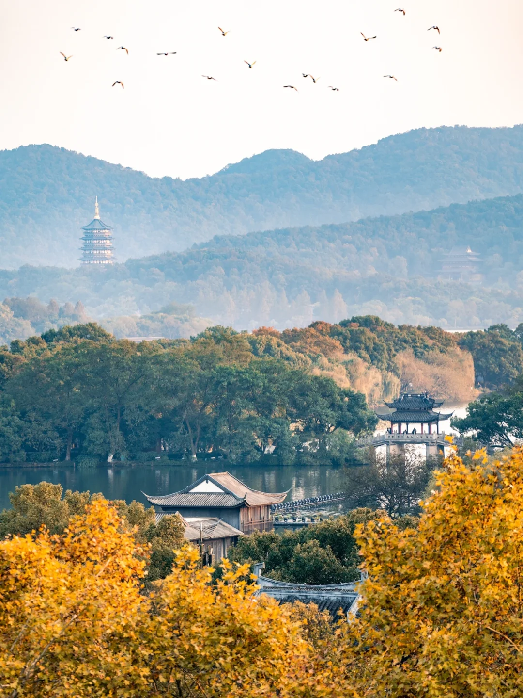 杭州秋色｜西湖边最浪漫的梧桐大道｜附攻略