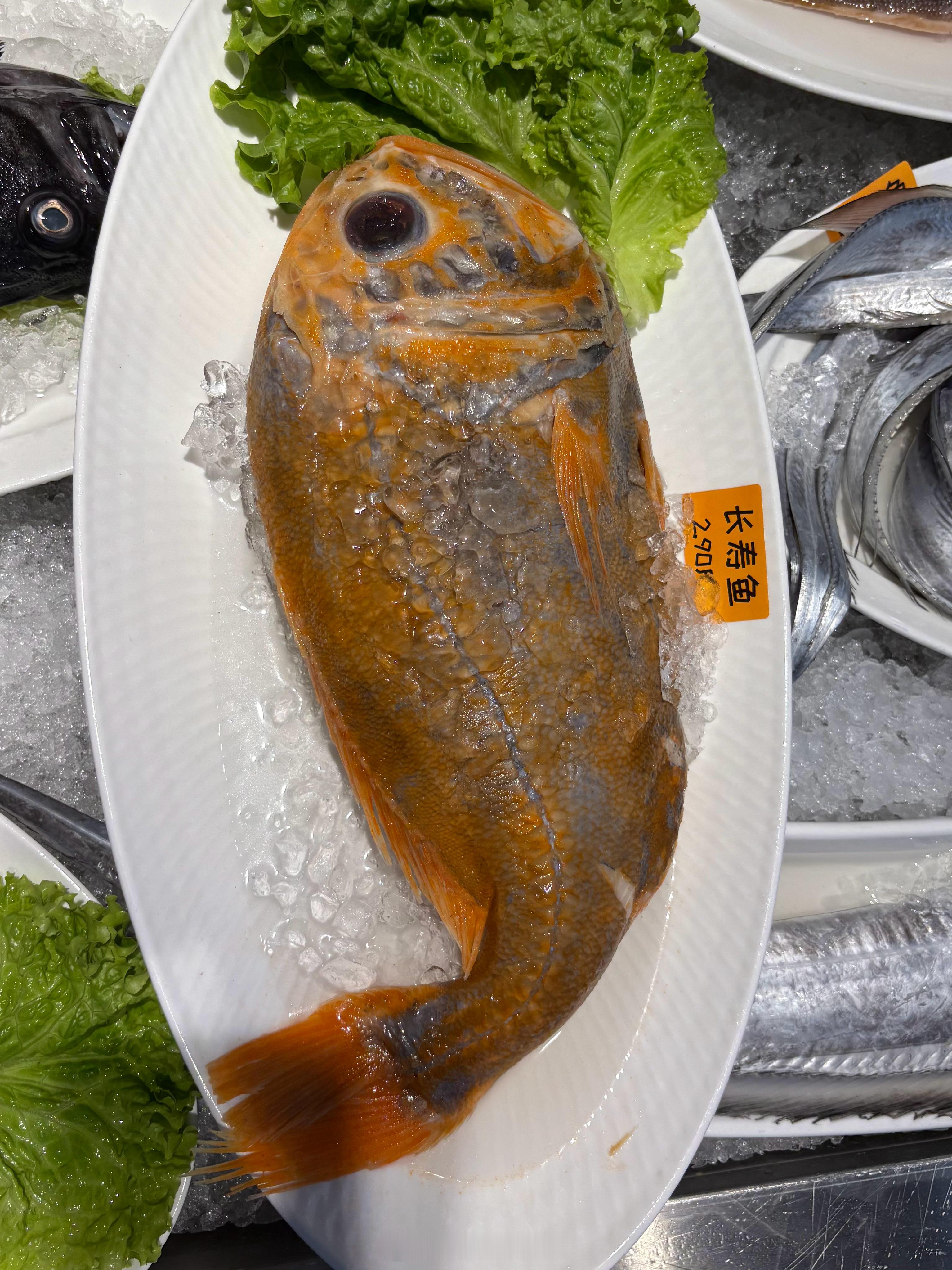 大西洋胸棘鲷/Hoplostethus atlanticus，俗称“长寿鱼”。印