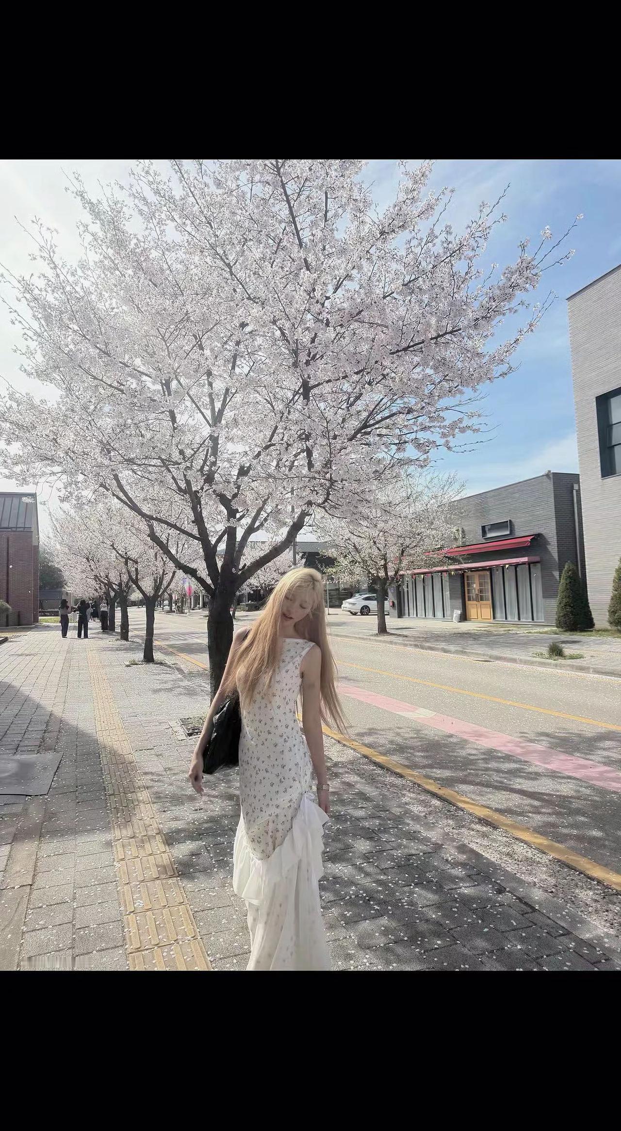 🌸樱花雨落肩头时，才懂春天是场盛大的告别。白裙掠过青石路，像云絮吻过人间✨