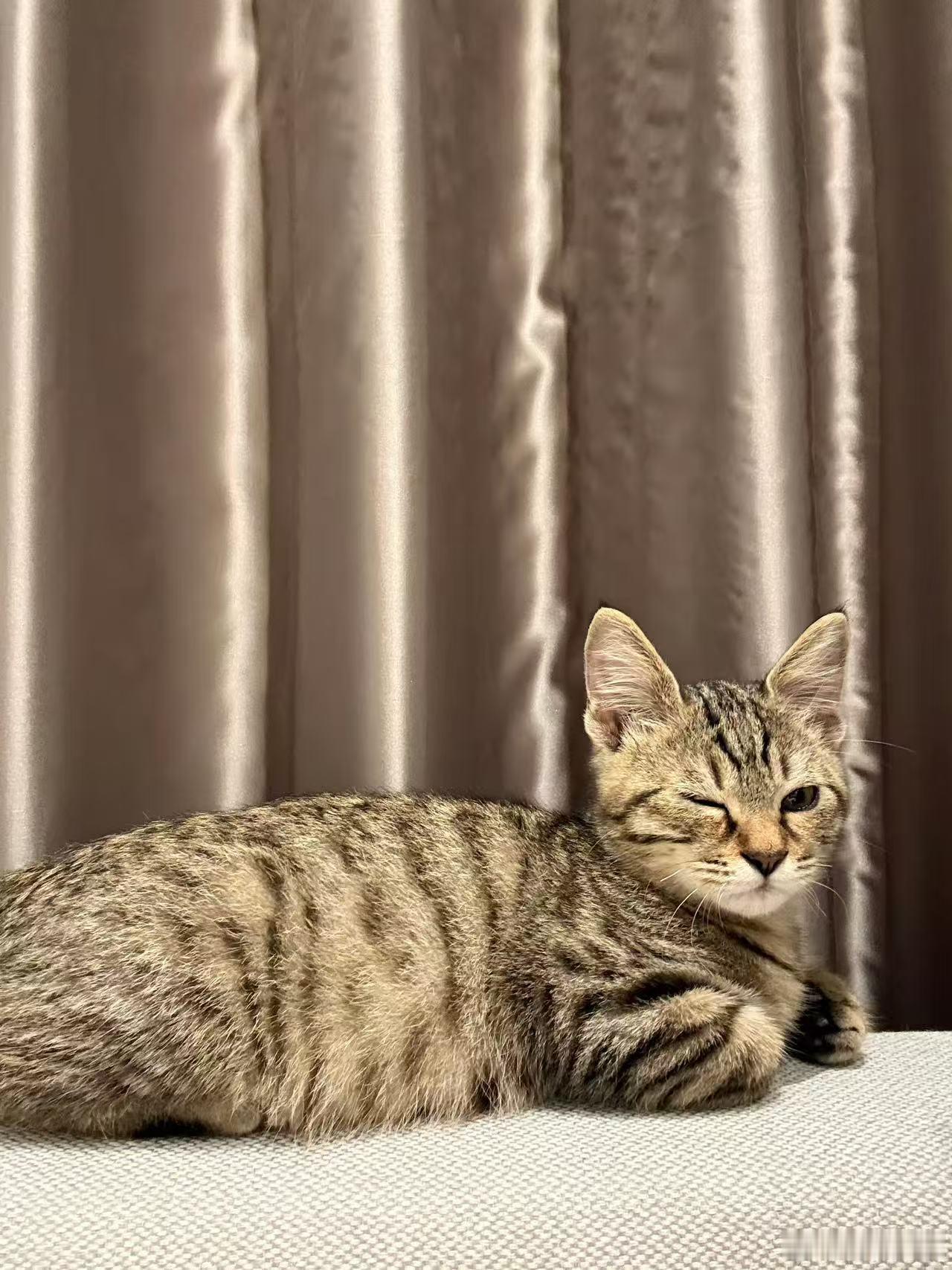 任敏海拉尔旅行捡了只猫 没想到任敏海拉尔旅行捡了只猫，这样的运气真的是有点让我意