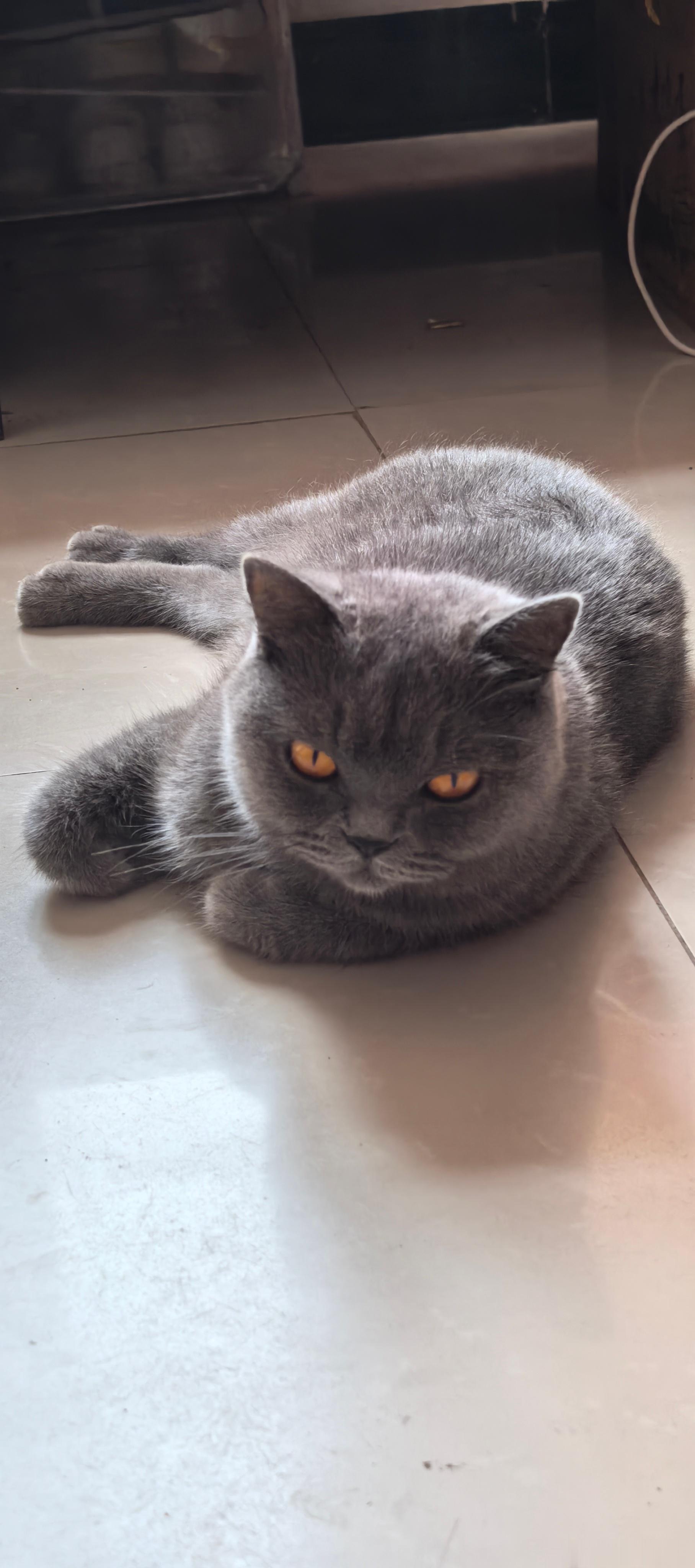 有了宝宝你们的小猫都怎么办了？家里的人让送走 