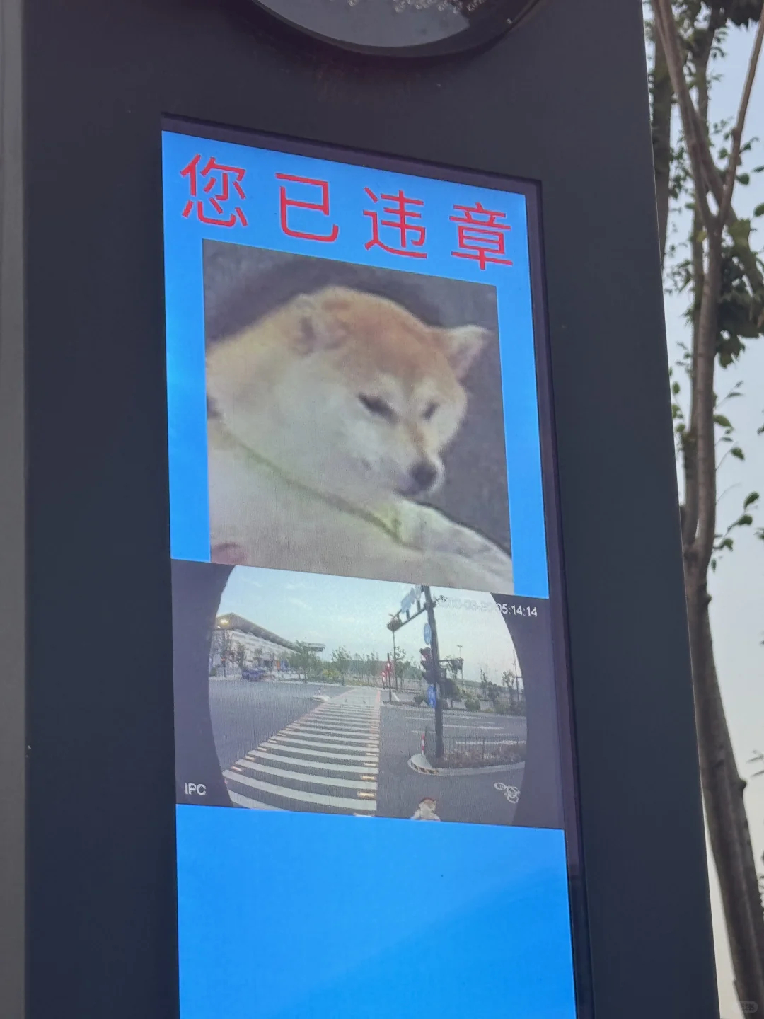 小狗违章了怎么办？这边建议送到我家管教管教[爱慕] ​​​