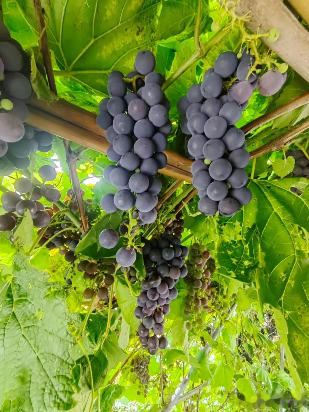  
秋天是丰收的季节。
逃离城市，在温暖的秋风中，一场大自然的分享，丰收的喜悦和