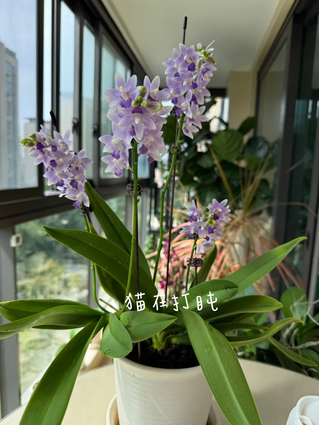 蝴蝶兰～蓝星