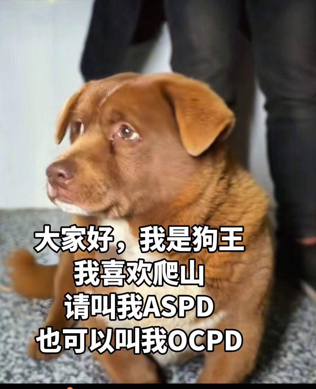 这个锅只能让狗王来背了，虽然狗王很冤！狗王真尿性，这个锅也敢背！