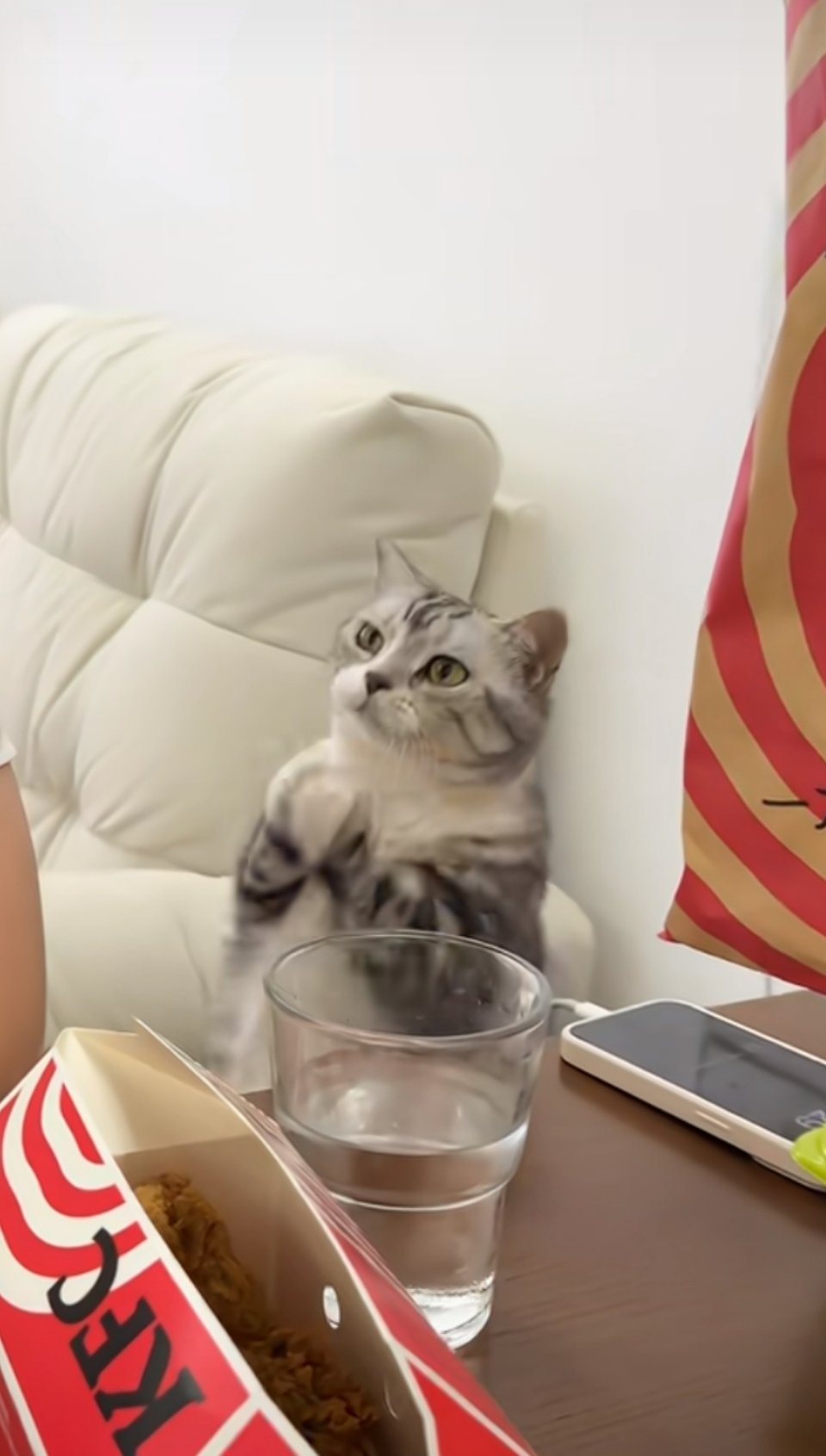 想吃汉堡的猫 