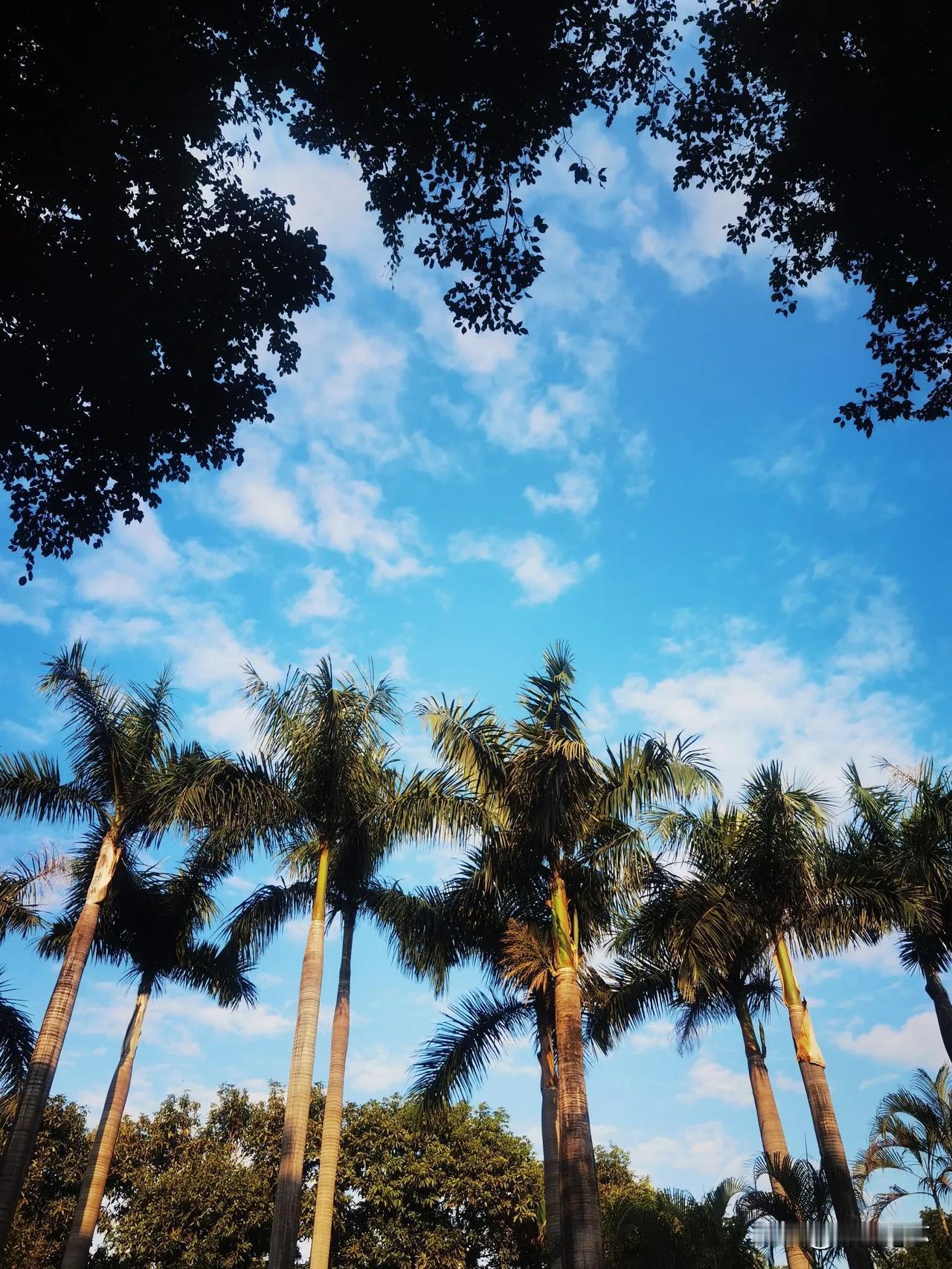 晒图笔记大赛今天的天空特别美，小寒时节，广州依旧阳光明媚，不冷，江畔运动的人儿精