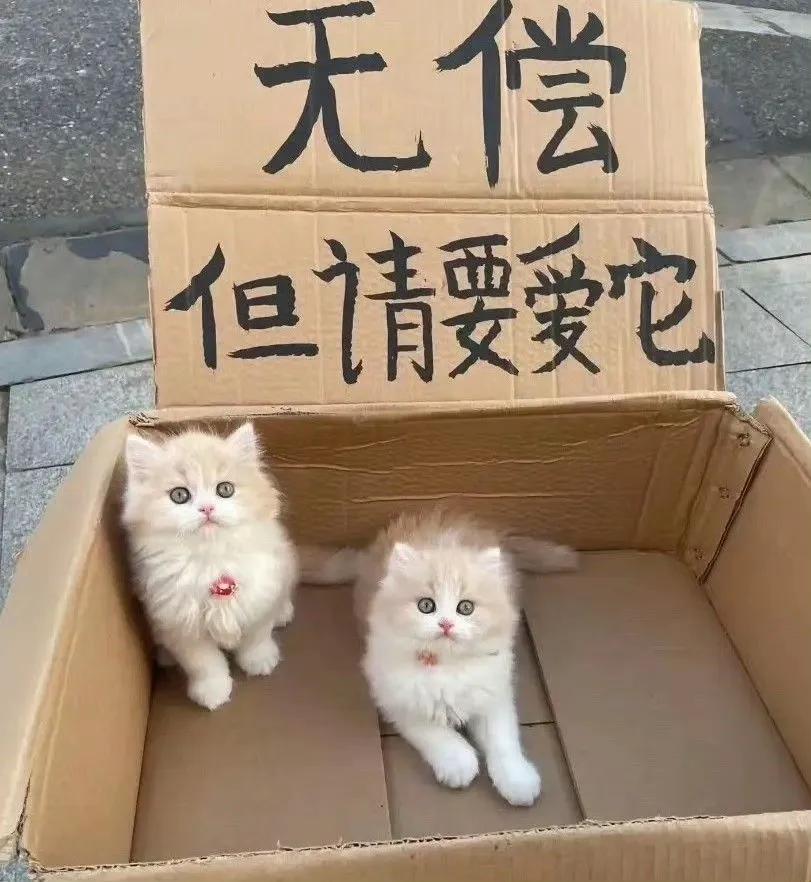 网友说，这个所谓的无偿，满满的套路，猫无偿领养，但为了确保你爱它，给它在旁边宠物