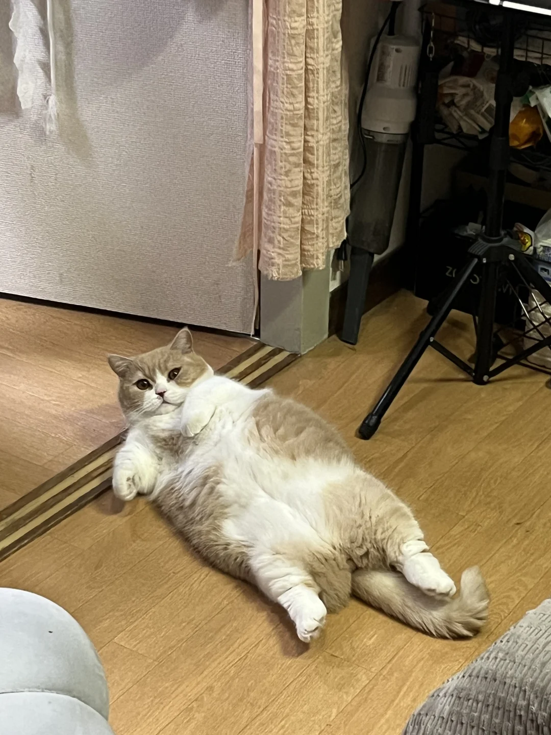 呆猫日常