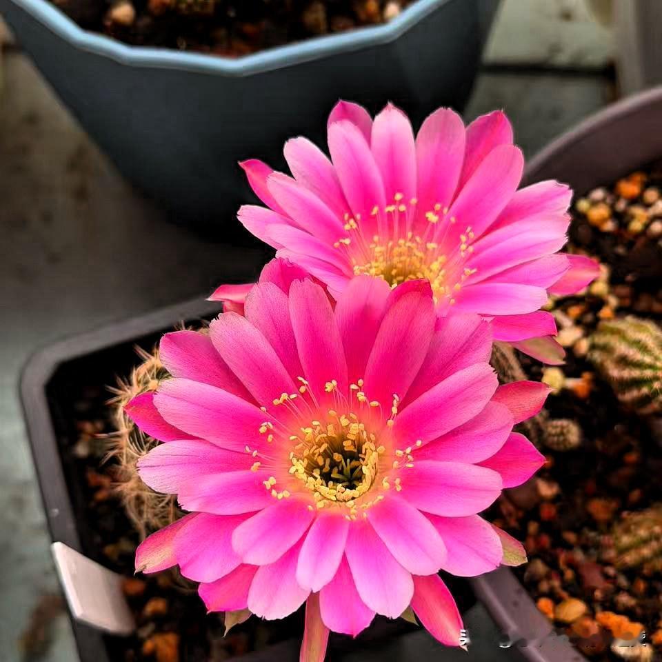 仙人球开花了,好看吗?仙人球开花好看吗？刺球开花真的让人惊艳，仙人球开花也需要机