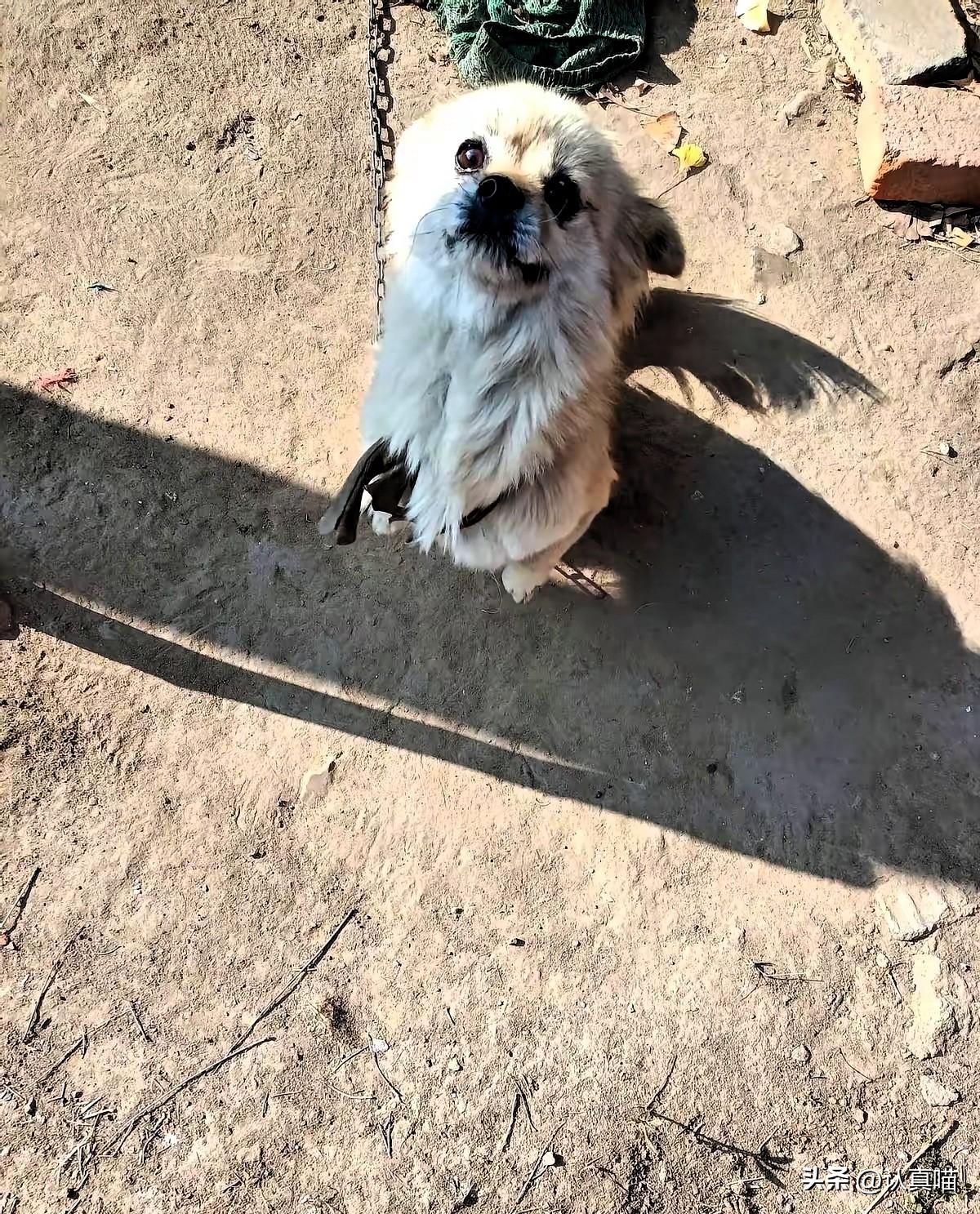 毒狗判四年，
全网叫好“大快人心”？
我却笑不出来。
城里人把狗宠成祖宗，穿上小